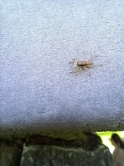 Araneae