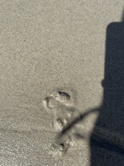 Emerita analoga