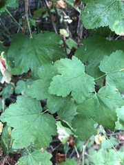 Ribes nevadense