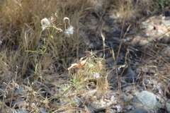 Asclepias fascicularis