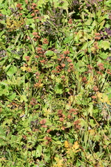 Leptarrhena pyrolifolia