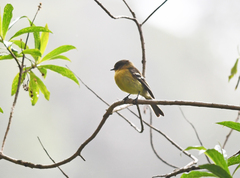 Nephelomyias ochraceiventris