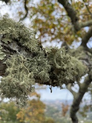 Usnea intermedia