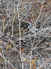 Pantala hymenaea