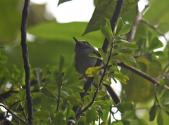 Hemitriccus granadensis
