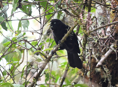 Cacicus chrysonotus