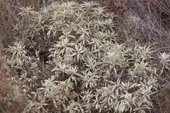 Salvia apiana