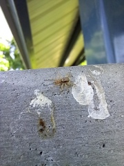 Araneae