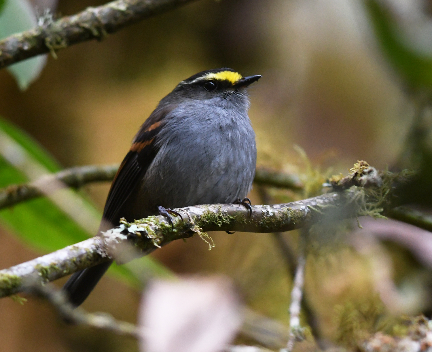Golden-browed Chat-Tyrant illustration