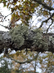 Usnea intermedia