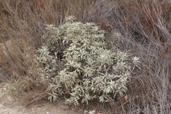Salvia apiana