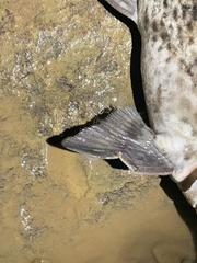Siluriformes