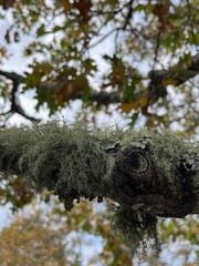 Usnea intermedia