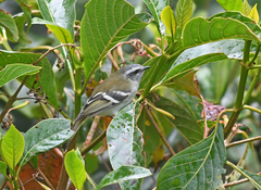 Mecocerculus stictopterus