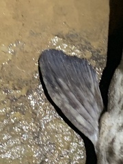 Siluriformes
