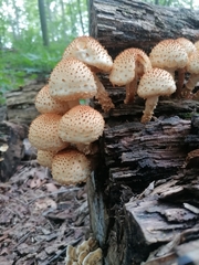 Pholiota squarrosoides