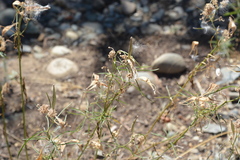 Asclepias fascicularis