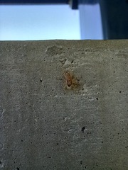 Araneae