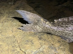 Siluriformes