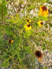 Coreopsis tinctoria