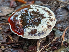 Hydnellum concrescens