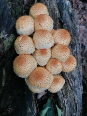 Pholiota squarrosoides