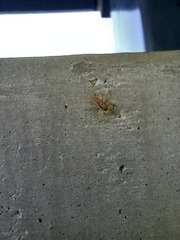 Araneae