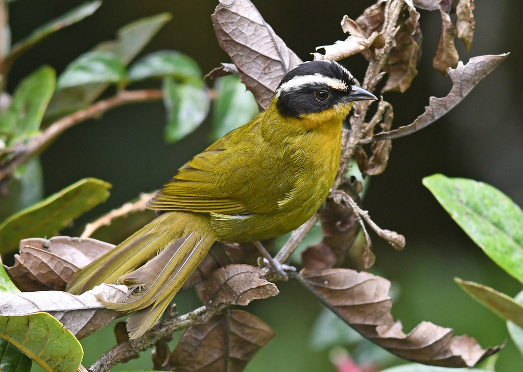 Black-capped Hemispingus photo