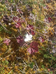 Rubus chamaemorus