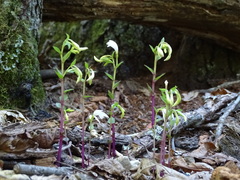 Triphora trianthophoros