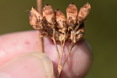 Leptarrhena pyrolifolia