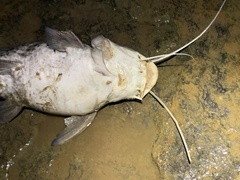 Siluriformes