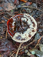 Hydnellum concrescens