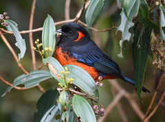 Anisognathus igniventris