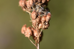 Leptarrhena pyrolifolia