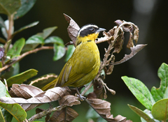 Kleinothraupis atropileus