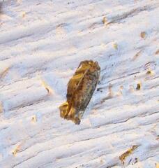 Epiblema abruptana