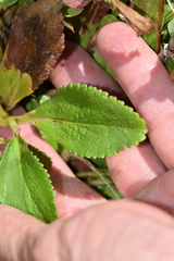 Leptarrhena pyrolifolia