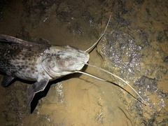 Siluriformes