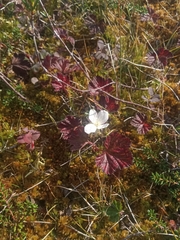 Rubus chamaemorus