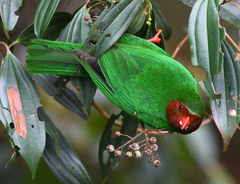 Chlorornis riefferii