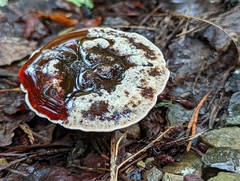 Hydnellum concrescens