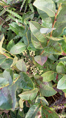 Lyonia ligustrina