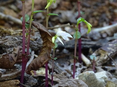 Triphora trianthophoros