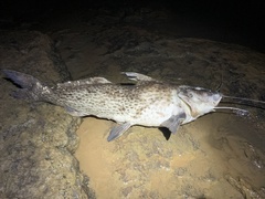 Siluriformes