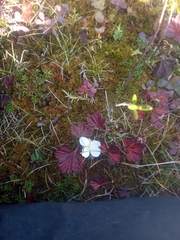 Rubus chamaemorus