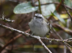 Mecocerculus stictopterus