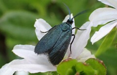 Turneriprocris dolens