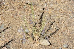Trichostema lanceolatum