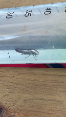 Paraulacizes irrorata